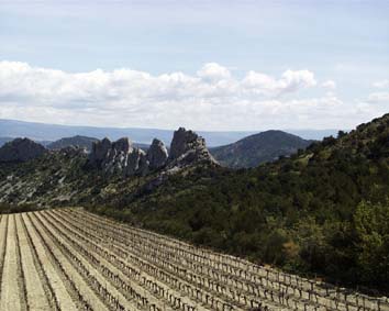 Vignes Gigondas 20K